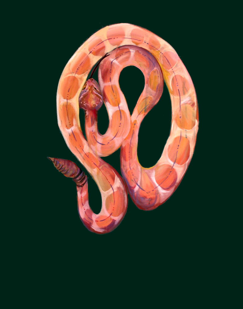 Illustration of a coiled snake on a black background